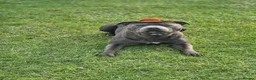 Staffordshire Bull Terrier dogs for stud: 👑Champion Blue Bloodline👑 - Axel - Advert 1