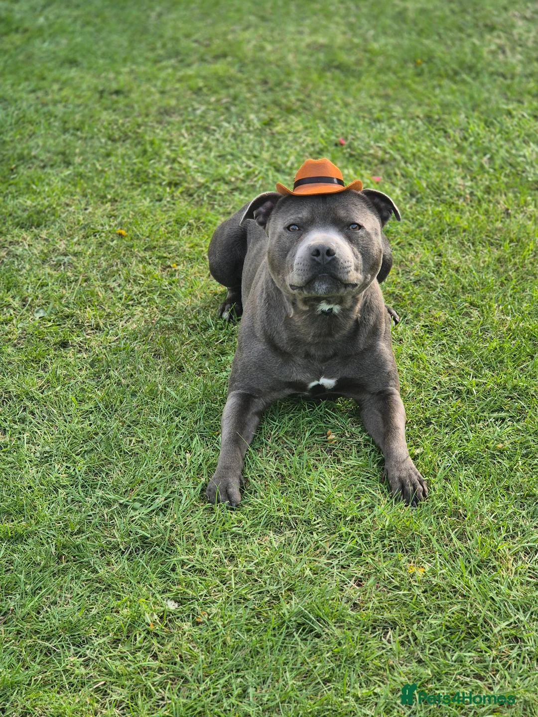 Staffordshire Bull Terrier dogs for stud: 👑Champion Blue Bloodline👑 - Axel - Advert 1