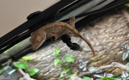 Gecko reptiles for sale: Vivarium with 3 crested geckos - Image 4