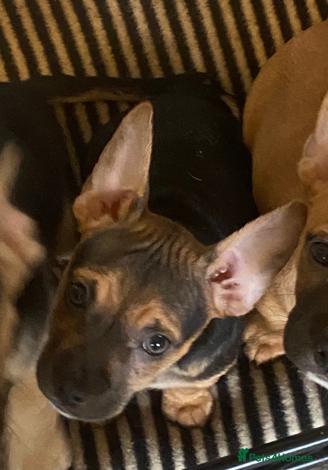 Mixed Breed dogs for sale: 6 French bulldog x jack russel pups for sale - Advert 14
