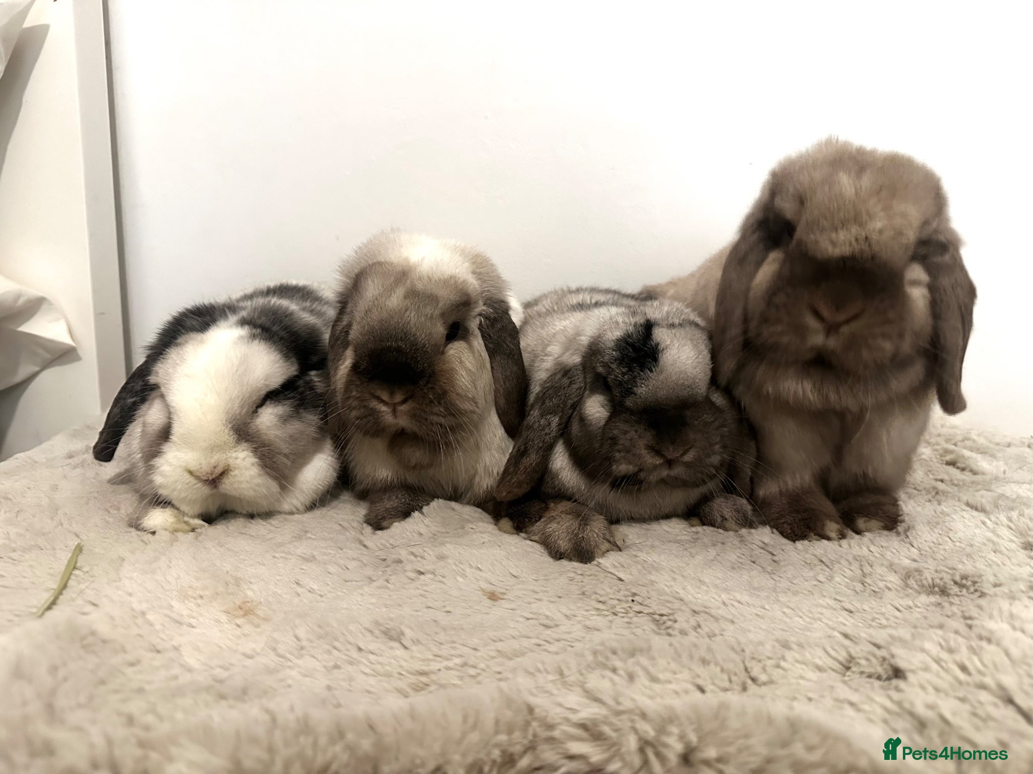 Mini Lop rabbits Gorgeous bonded neutered mini lops £100-£200 - Advert 1