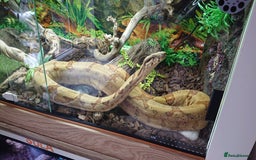 Boa Snake reptiles for sale: Hog Island boa and full double level custom set up - Image 18