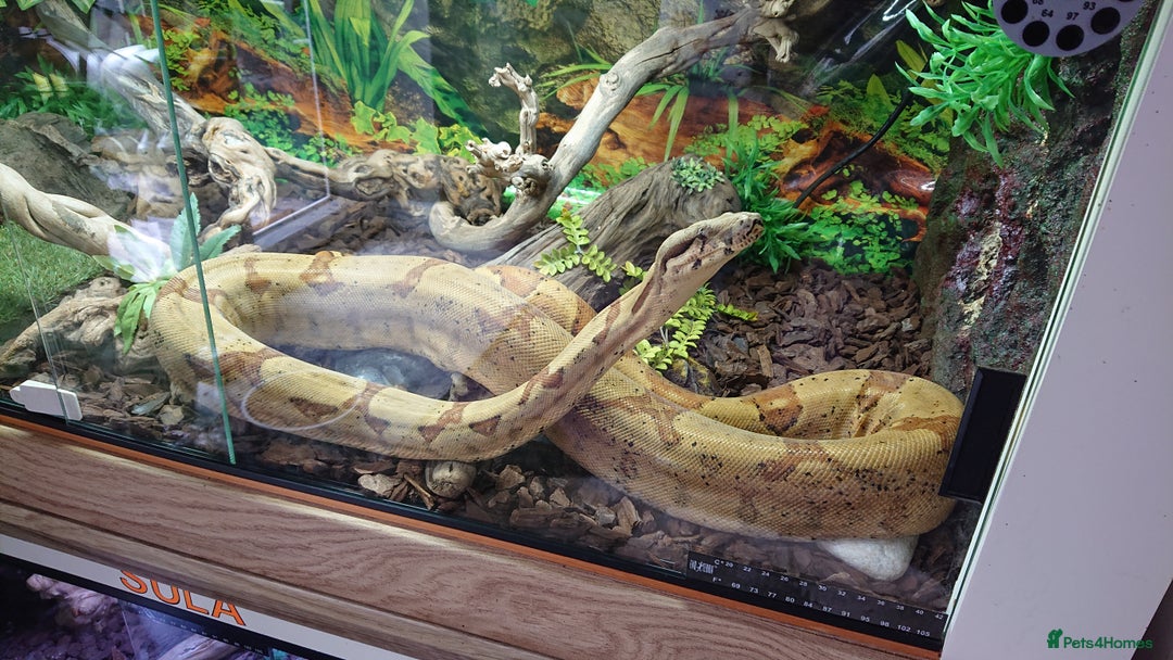Boa Snake reptiles for sale: Hog Island boa and full double level custom set up - Image 18