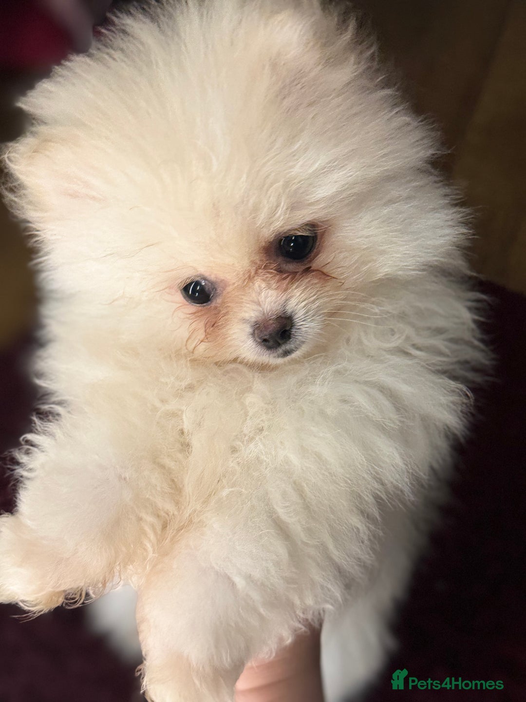 Pomeranian dogs for sale: Poms  - Image 1