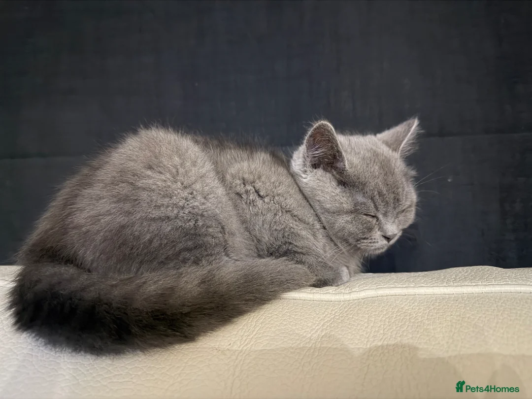 British Shorthair cats for sale: Male British shorthair  in Welwyn Garden City - Advert 5