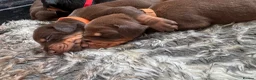 Dobermann dogs for sale: ❌ ready monday❌Health tested Dobermans not Kc reg  - Advert 19