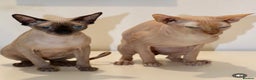 Sphynx cats for sale: Sphynx - Advert 10