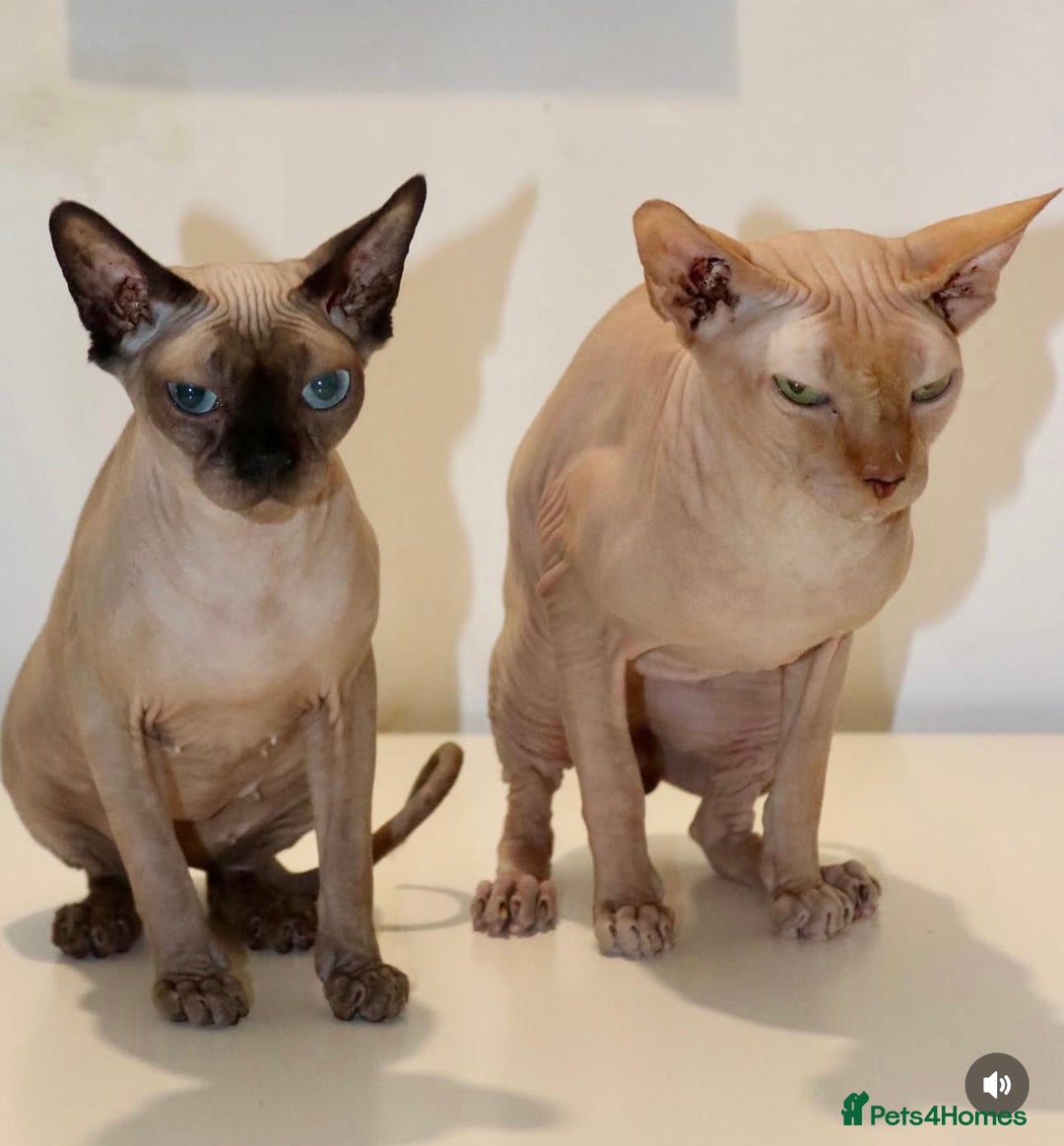 Sphynx cats for sale: Sphynx - Advert 10