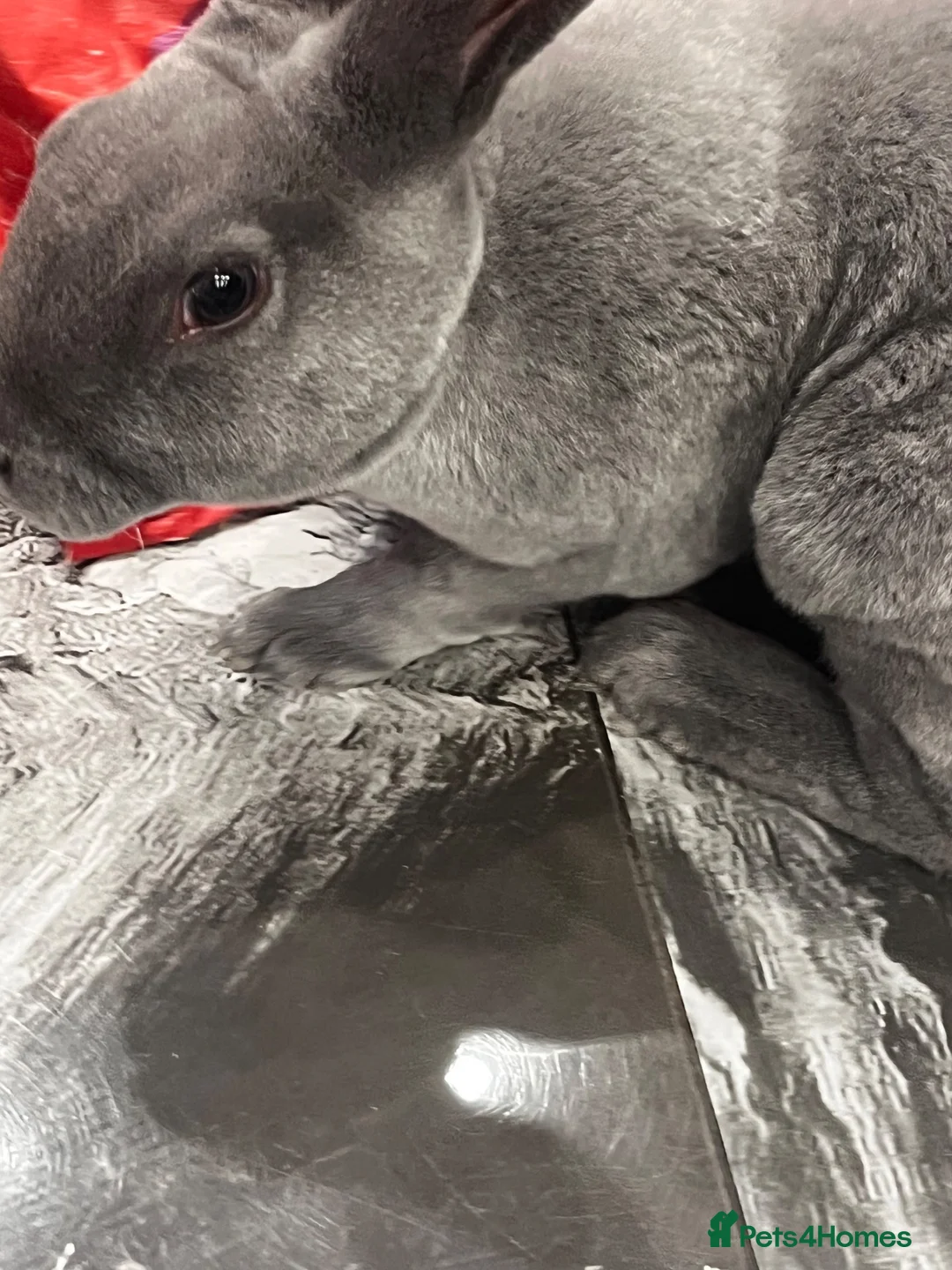 Rex rabbits for sale: Blue mini Rex rabbits  in Wolverhampton - Advert 5