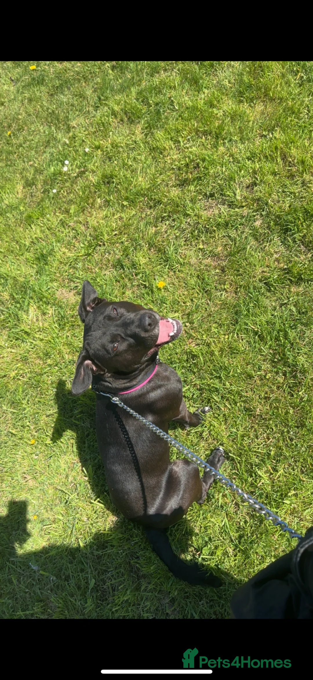 Mixed Breed dogs for sale: cane corso x staffy mix  in Newcastle - Advert 2