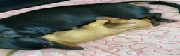 Miniature Dachshund dogs for sale: Last two remaining miniature dachshunds puppies!! - Advert 16