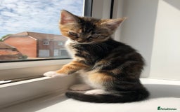 Domestic Shorthair cats for sale: Rehoming our beloved cat - Image 7