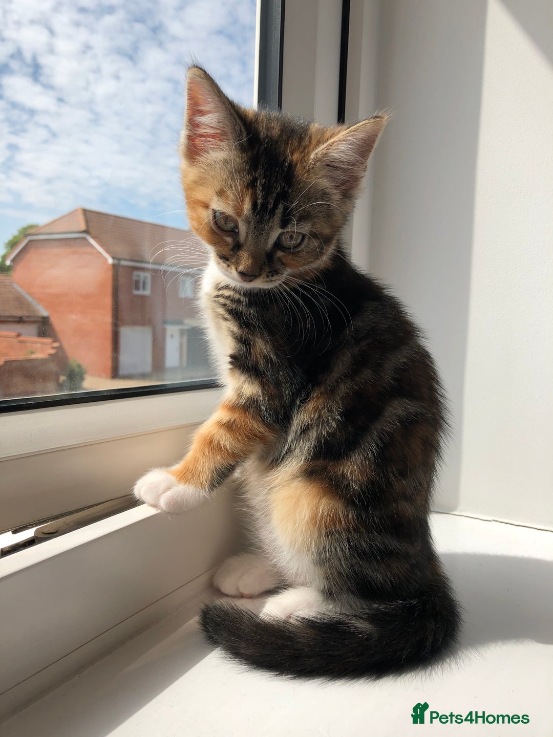 Domestic Shorthair cats for sale: Rehoming our beloved cat - Image 7