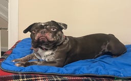 French Bulldog dogs for sale: Beautiful chocolate Merle girl  - Image 10