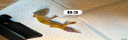 Leopard Gecko reptiles for sale: Available Rescue Looking for Their Forever Homes - Advert 7