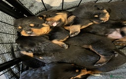 Rottweiler dogs for sale: 8 Beautiful, chunky Rottweiler pups  - Image 9