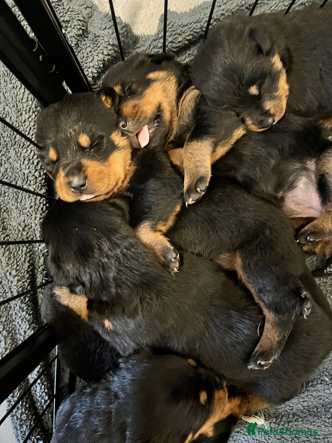 Rottweiler dogs for sale: 8 Beautiful, chunky Rottweiler pups  - Image 9