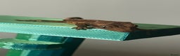 Gecko reptiles for sale: Baby crested geckos. - Advert 2
