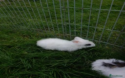 Lionhead rabbits for sale: Lionhead fluffy bunnies  - Image 3