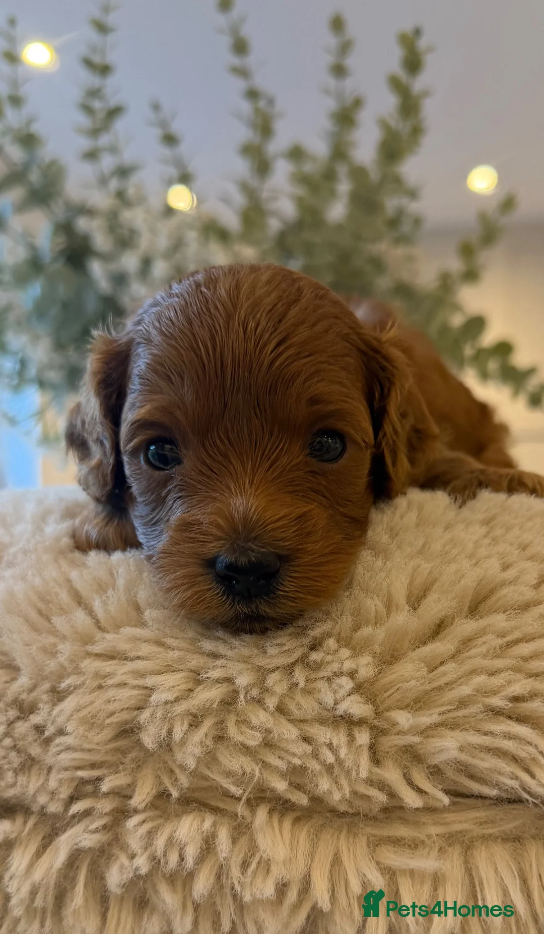 Cavapoo dogs for sale: F1BB Red Toy Cavapoos  in Sittingbourne - Advert 2