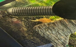 Tetras fish for sale: Fish and tank  - Image 10