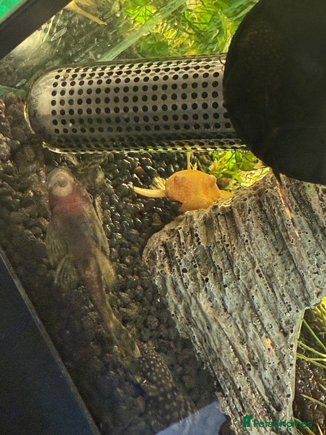 Tetras fish for sale: Fish and tank  - Image 10