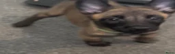 Belgian Shepherd Dog dogs for sale: Beautiful Belgian malinois pups  - Advert 7