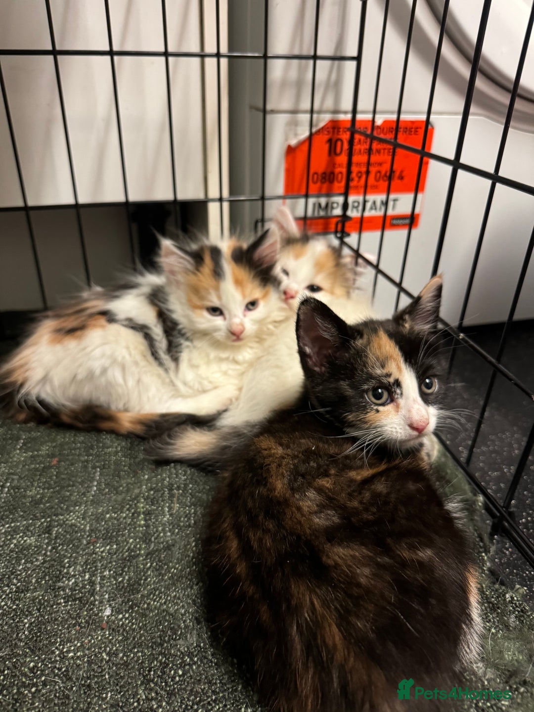 Mixed Breed cats for sale: Just 1 beautiful grey&white kitten left Ready Now - Advert 8