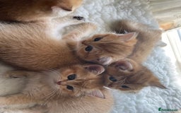 British Shorthair cats for sale: beautiful golden bsh kittens - Image 4