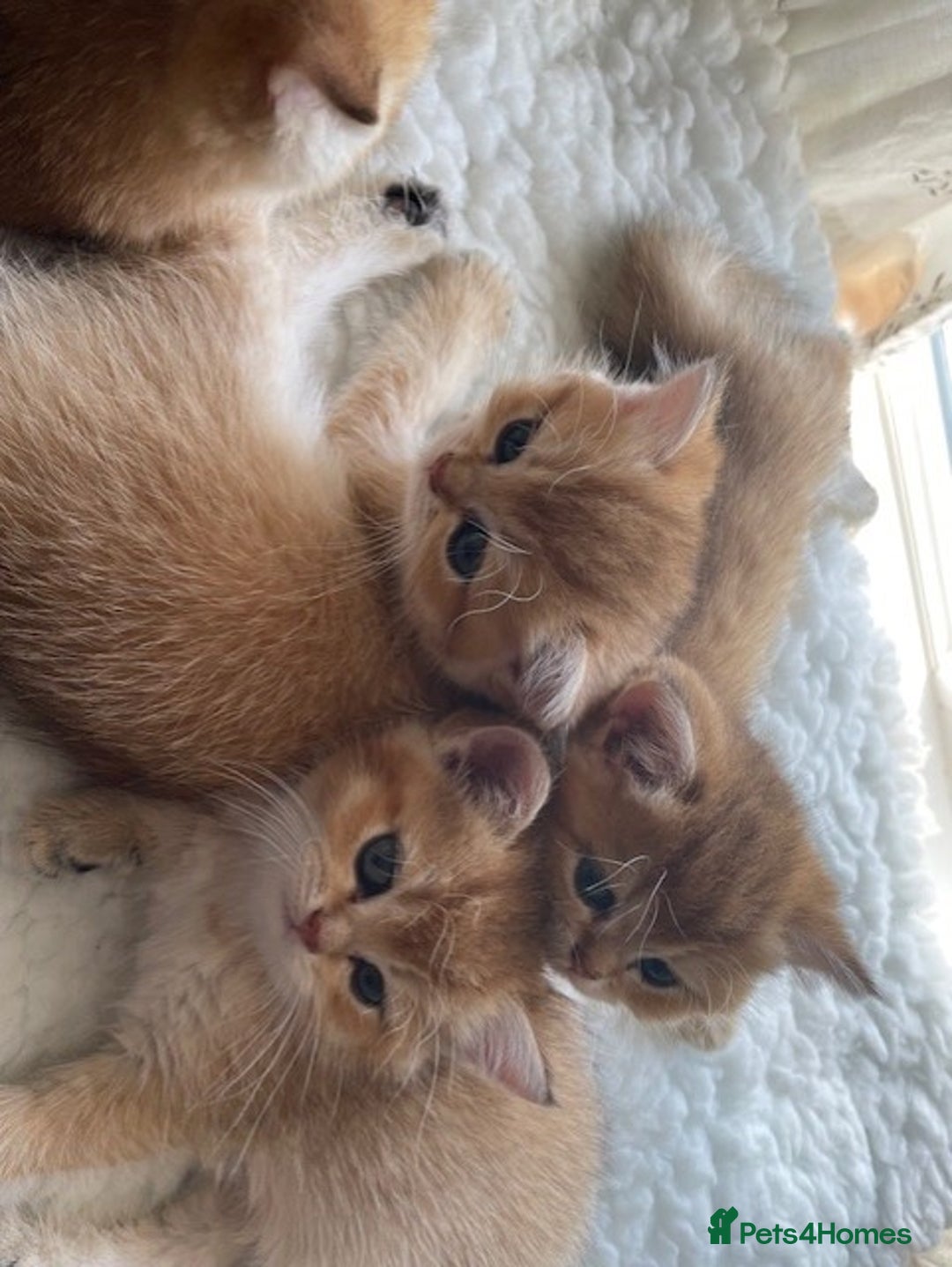 British Shorthair cats for sale: beautiful golden bsh kittens - Image 4