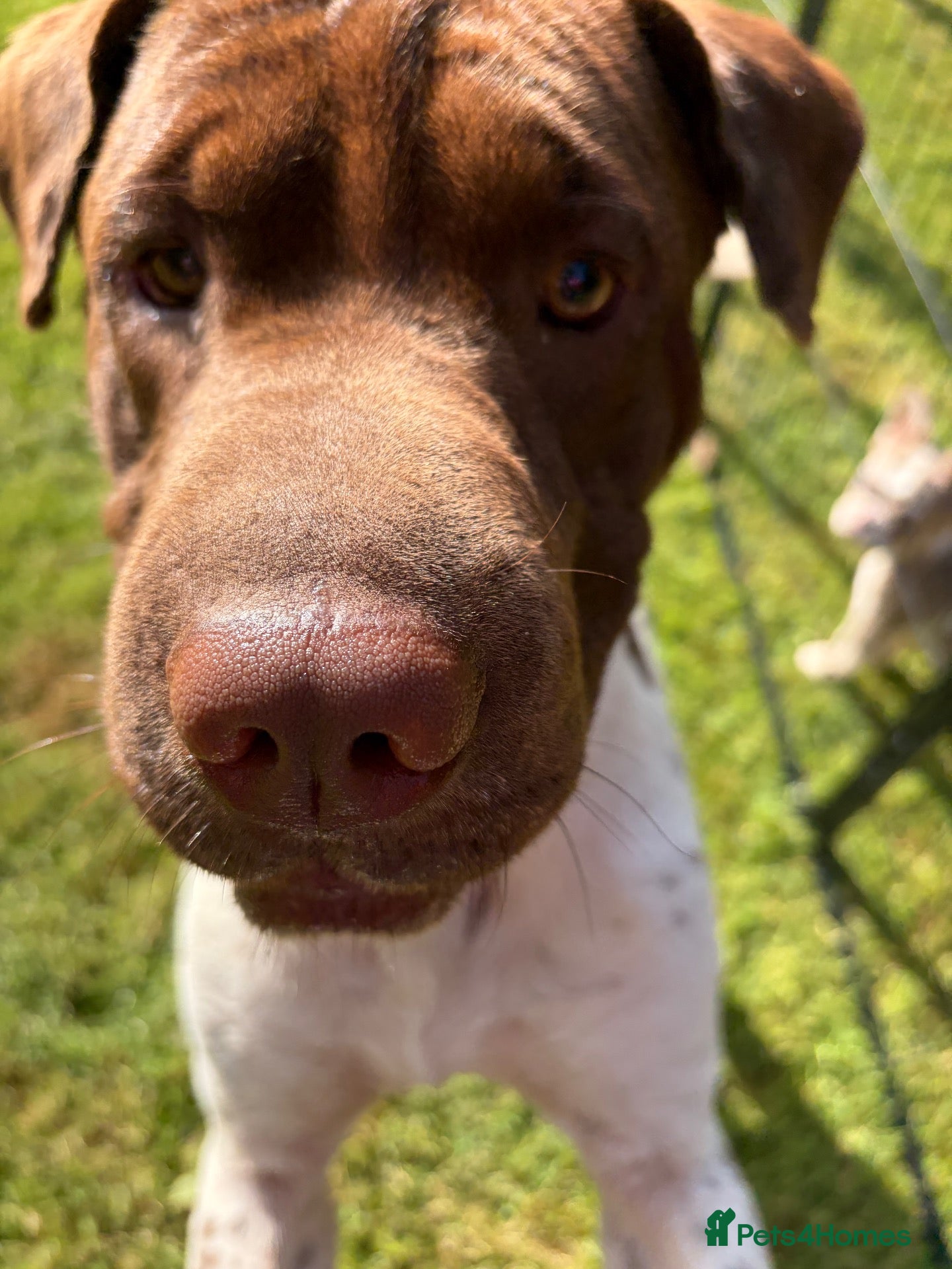 Mixed Breed dogs Looking for the Best Home - Advert 1