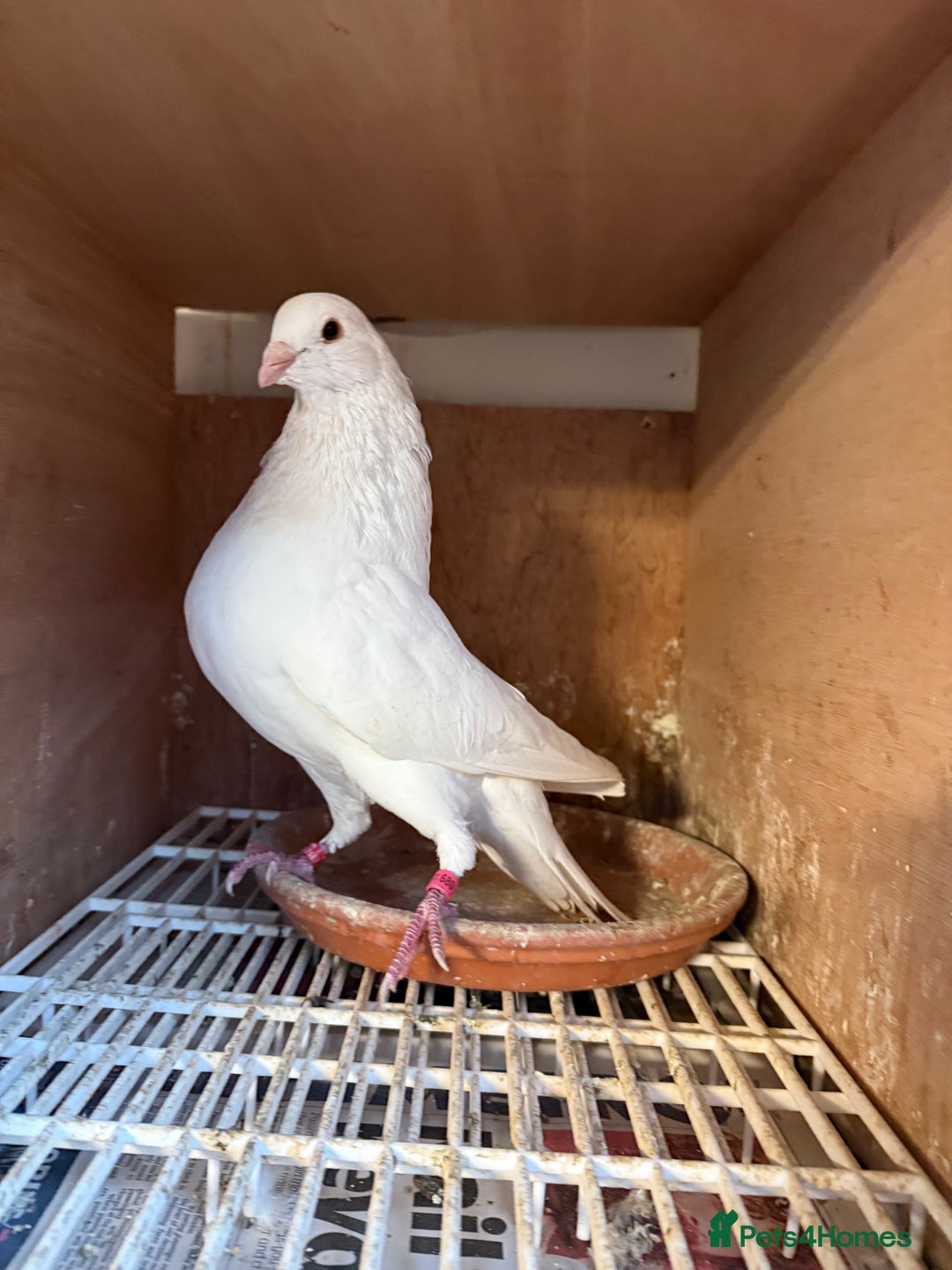 Pigeons birds for sale: Pouter pigeons for sell  - Image 2