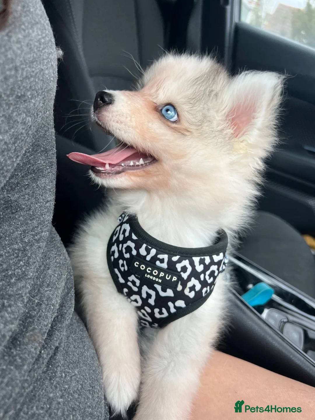 Pomsky dogs for sale: Pomsky Puppies - Advert 1