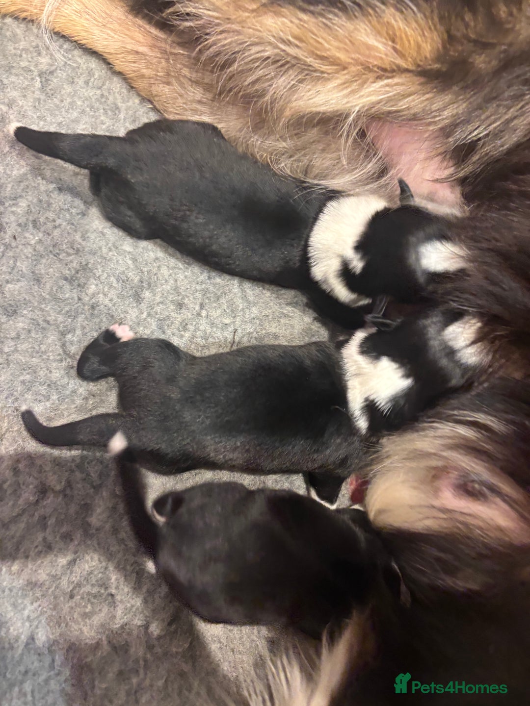 Border Collie dogs for sale: Adorable Collie Pups available raised with Love! - Advert 7