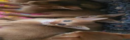 Abyssinian cats for sale: Beautiful Abyssinian female kittens  - Advert 15