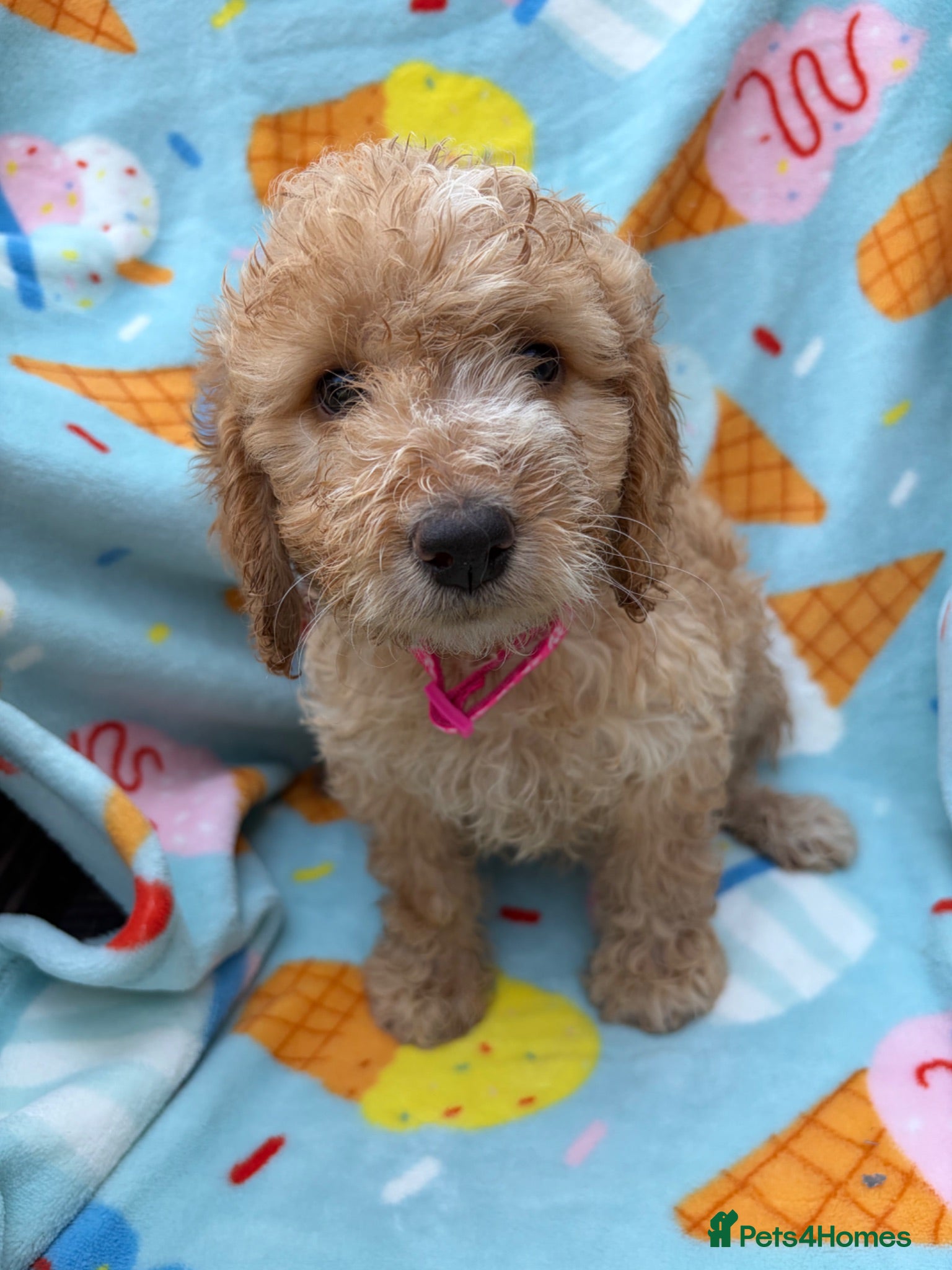 Cockapoo dogs 🐾BEAUTIFUL F1 COCKERPOOS REGISTERED BREEDER 🐾 - Advert 2