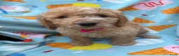 Cockapoo dogs for sale: 🐾BEAUTIFUL F1 COCKERPOOS REGISTERED BREEDER 🐾 - Advert 2