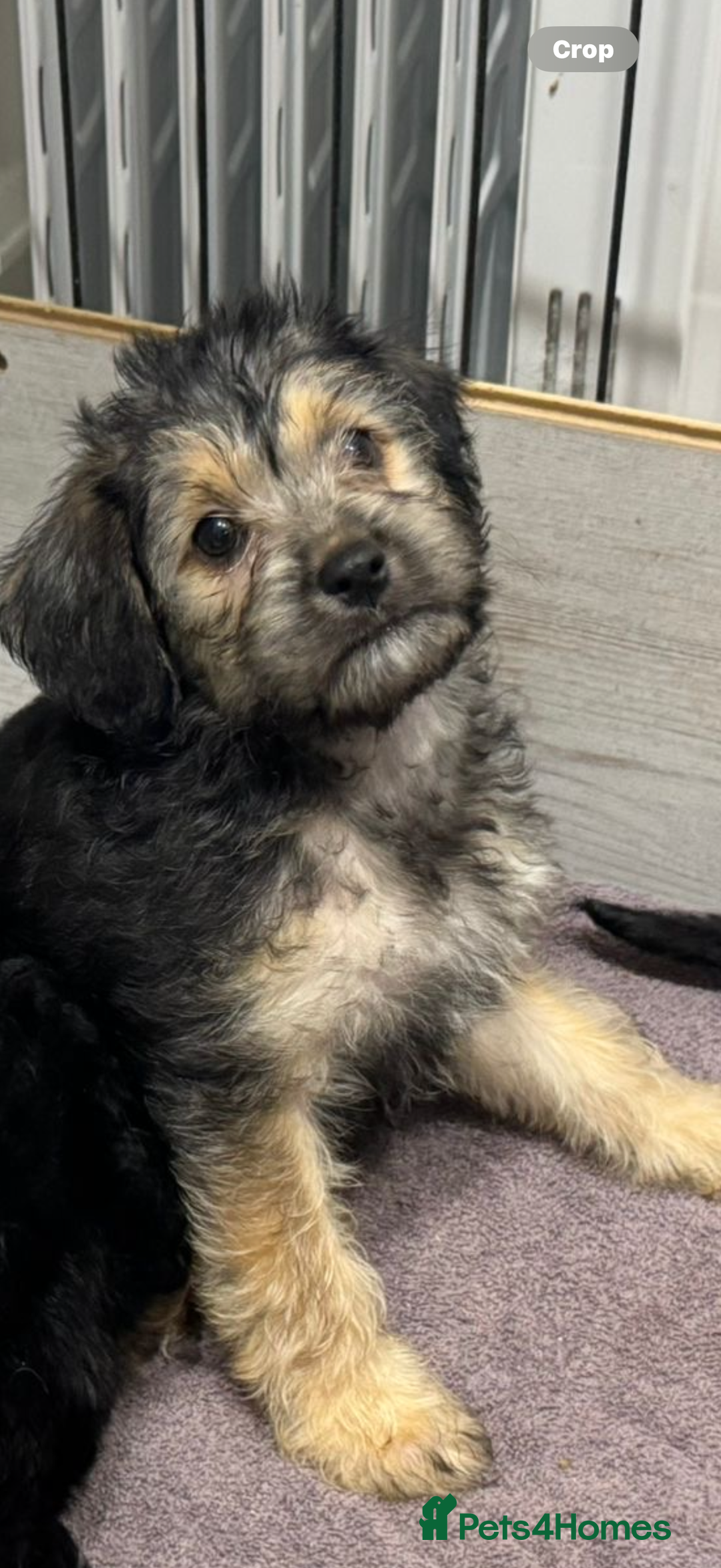 Mixed Breed dogs for sale: Shihtzu cross cocapoo (shihpoo) puppies  - Advert 24