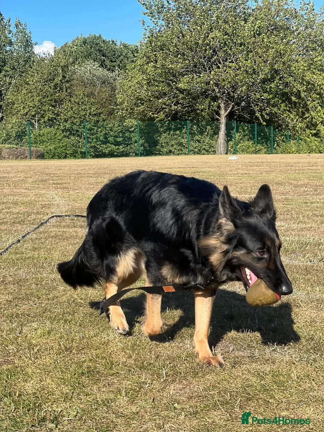 German Shepherd dogs for sale: Bonnie in Huddersfield - Advert 1