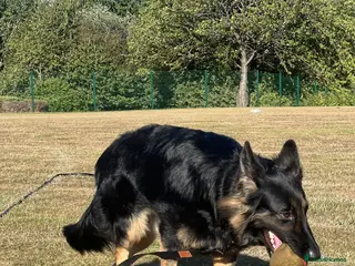 German Shepherd dogs Bonnie - Advert 1