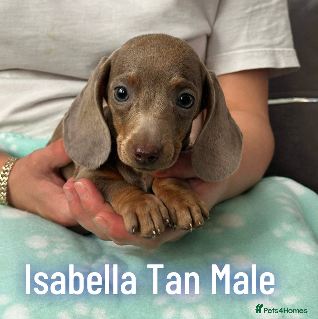 Miniature Dachshund dogs Miniature dachshund  - Advert 11