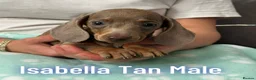 Miniature Dachshund dogs for sale: Miniature dachshund  - Advert 2