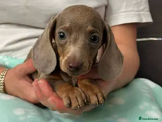 Miniature Dachshund dogs Miniature dachshund - Advert 11