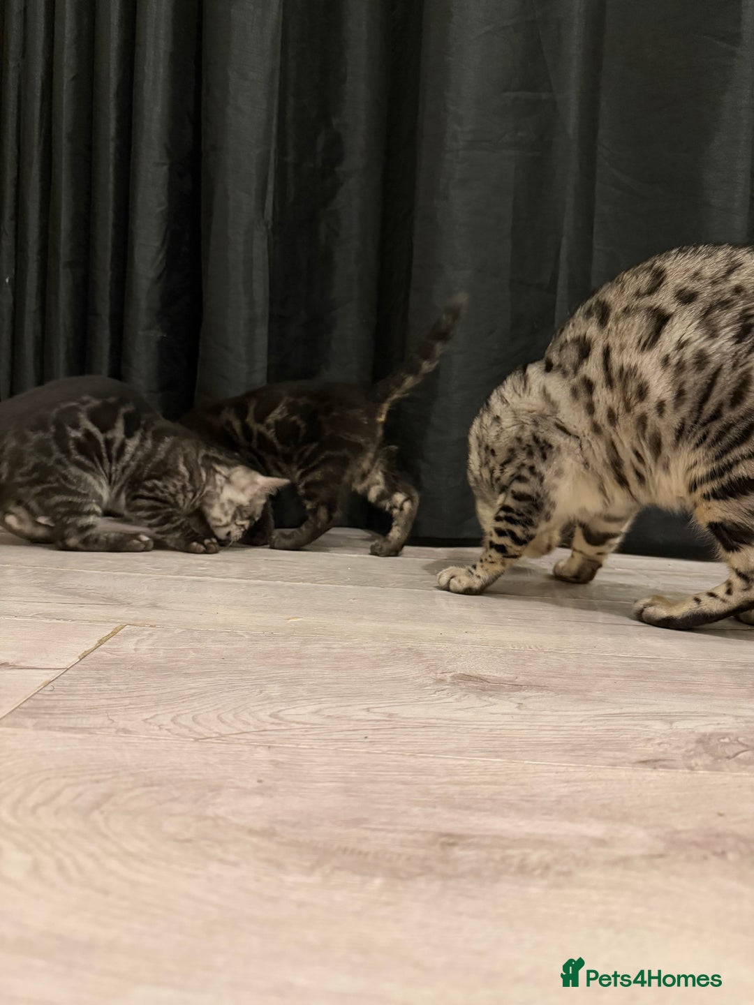 Bengal cats for sale: TICA registered pedigree Bengal Kittens - Advert 23