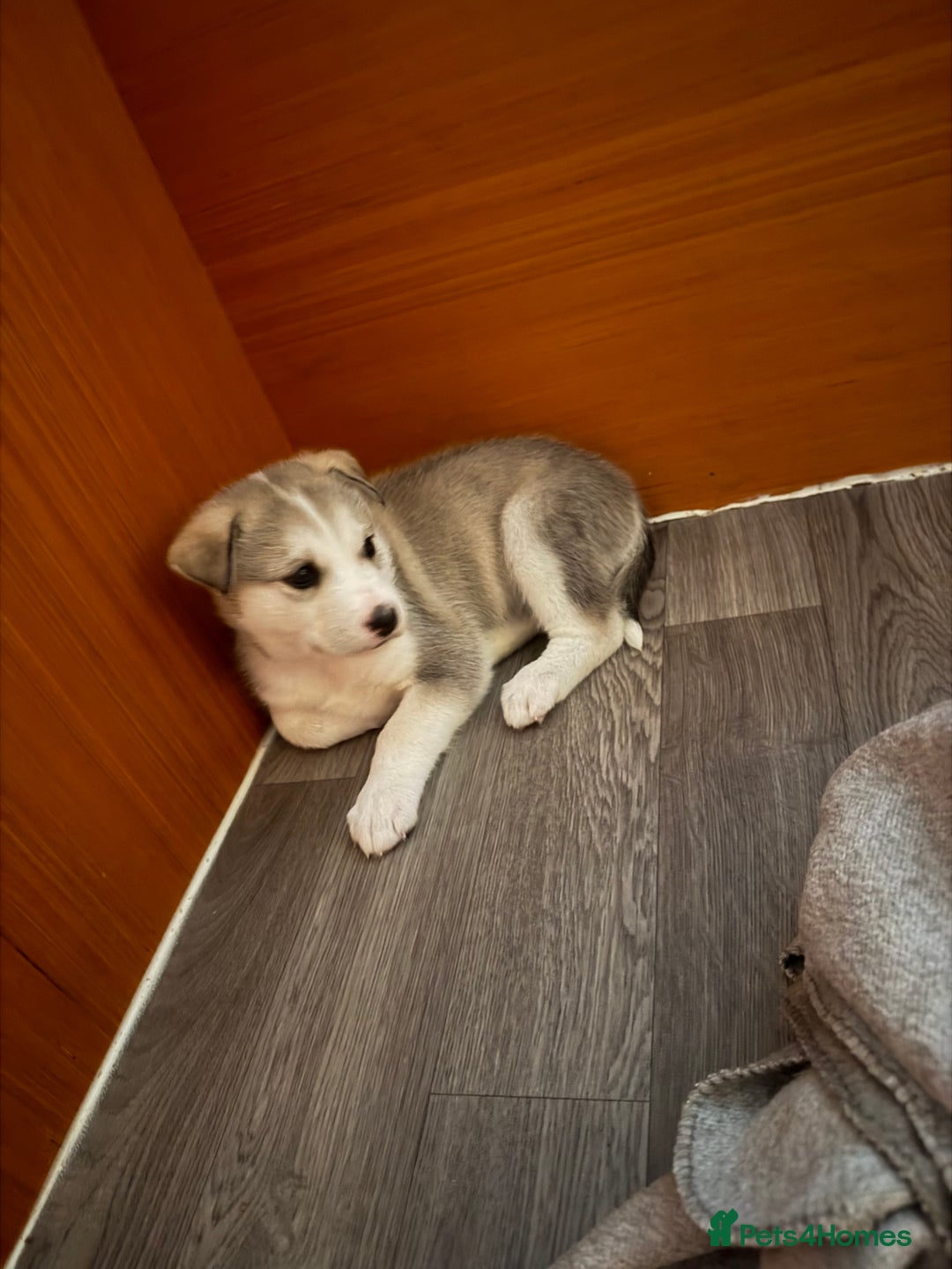 Siberian Husky dogs for sale: Husky Puppies – Ready 22/12/25 🐾  - Advert 19