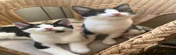 American Shorthair cats for sale: Amazing kittens  in Mitcham - Advert 6