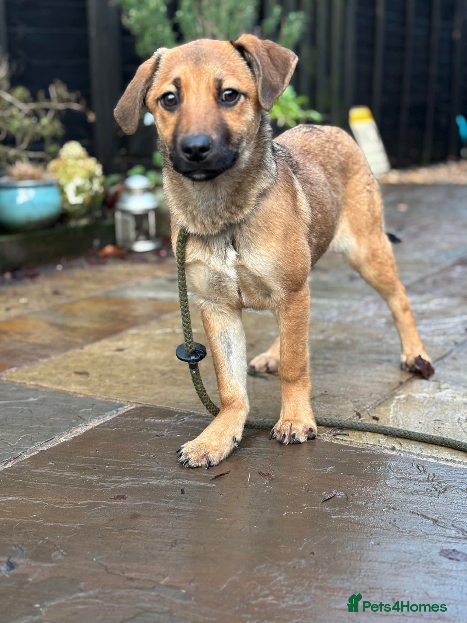 Mixed Breed dogs 💕 Sora - Advert 1