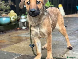 Mixed Breed dogs 💕 Sora - Advert 13