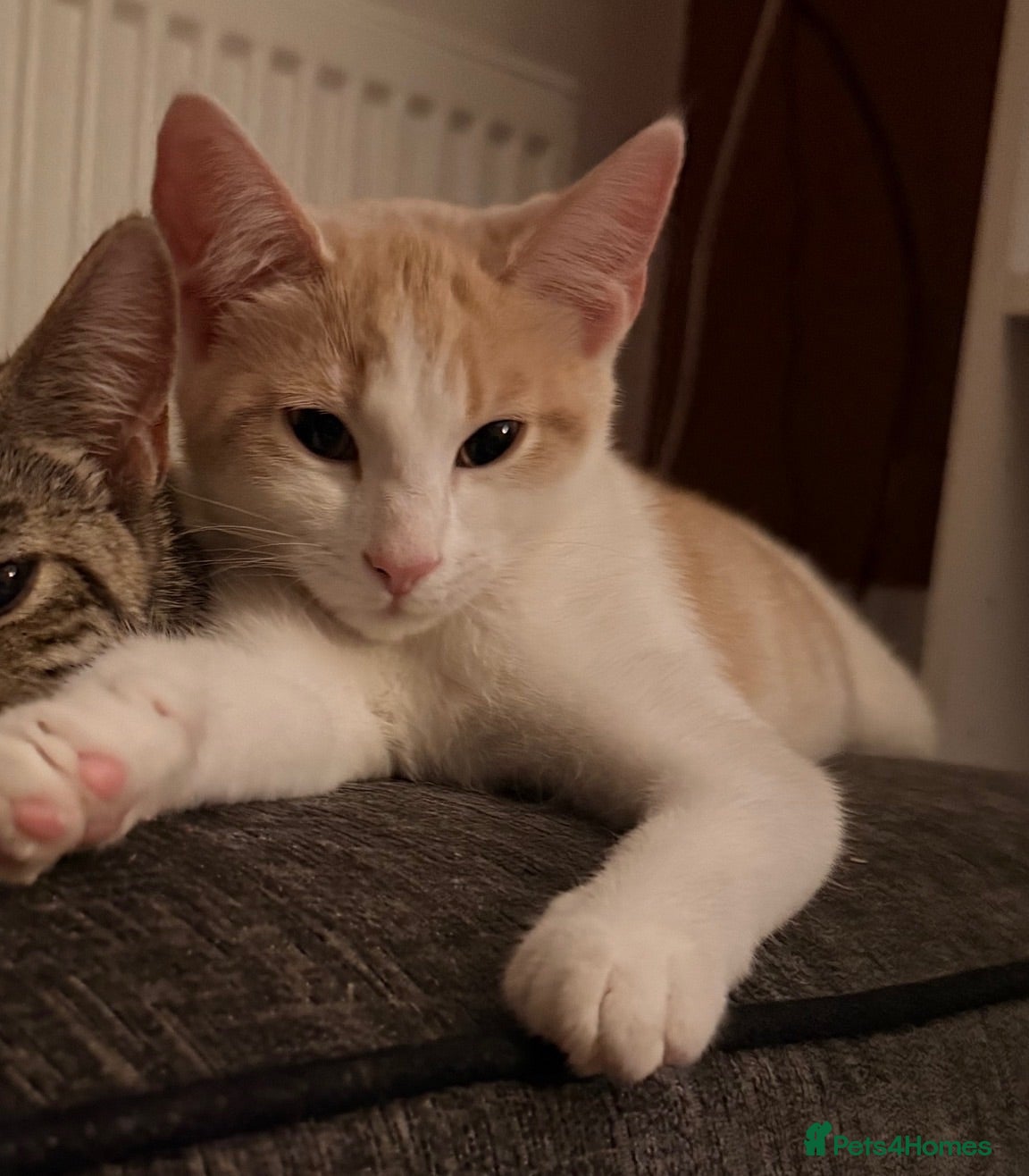 Mixed Breed cats Ginger and white girl - Advert 11