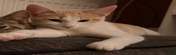 Mixed Breed cats for sale: Ginger and white girl - Advert 1